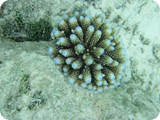 weiter gehts mit Unterwasserwelt eines Korallenriffs: NEMO will wohl NIE sowas wie IT
